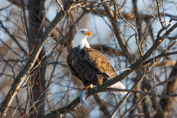 Eagle, Mississippi River