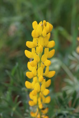 Fototapeta premium Natureza Portuguesa
