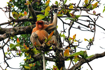 proboscis monkey (Nasalis larvatus) - Borneo Malaysia Asia