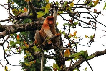 proboscis monkey (Nasalis larvatus) - Borneo Malaysia Asia