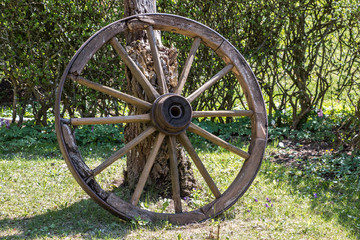 Fototapeta na wymiar Wooden wheel of a mail coach in the green garden