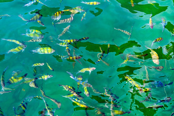 A flock of fish in sea water. Many colorful fish on the background of the sea.