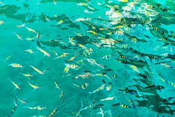 Fototapeta na wymiar A flock of fish in sea water. Many colorful fish on the background of the sea, front focus, top view . pattern