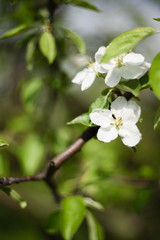 Spring flowers. White blooming apple tree branch in blurred background