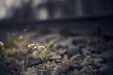 Blurred background with railway rails and growing flowers