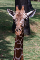 Giraffe