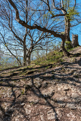 Obraz premium A little hill with stones, trees and roots