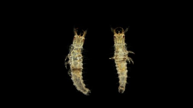 larvae of the beetle Hydrophilidae under a microscope, unlike adult beetles, the larvae themselves are predators when defending from enemies, the larva throwing out the black smelly gruel, the beetle