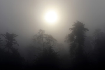 Rainforest in the fog - Borneo Malaysia Asia