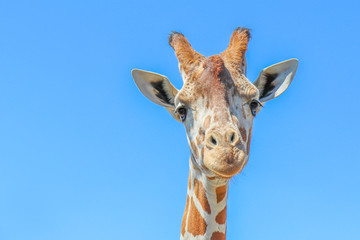 Obraz premium Giraffe Portrait