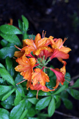 Azalée Mollis Orange