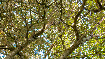 Contre-plongée arbre