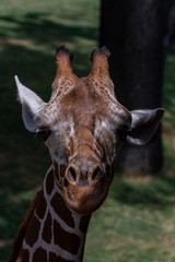 Giraffe