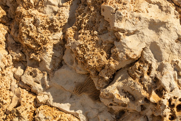 Fossil corals of the Red Sea. Ancient creatures, turned into stone.