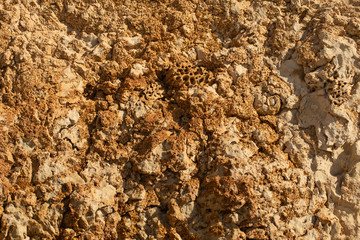 Fossil corals of the Red Sea. Ancient creatures, turned into stone.