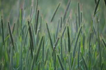 Obraz premium getreide