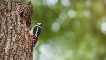 Great spotted woodpecker with insects in its beak ready to feed the chicks in the cave