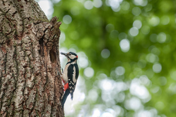 Great spotted woodpecker with insects in its beak ready to feed the chicks in the cave - obrazy, fototapety, plakaty