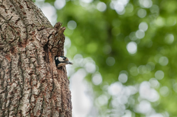 Great spotted woodpecker looking out of its breeding cave in the tree