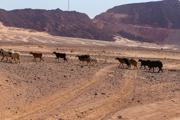 Fototapeta na wymiar A herd of sheep and goats in the desert of the Sinai Peninsula. Animals living in extreme conditions. Egypt. 