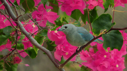 Fototapeta premium bird on a branch