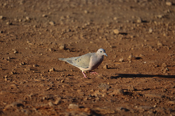  pigeon in the grass