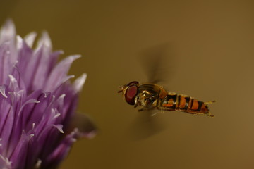 Schwebfliege, Makro,  Schnittlauchblüte,  im Flug, Insekt, 