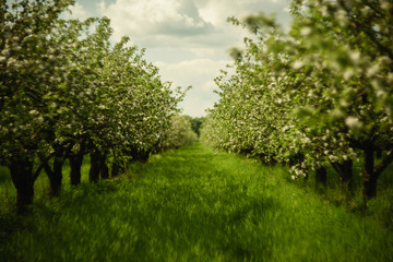 Fototapeta na wymiar Beautiful orchard in spring. Blooming apple trees in rows with bright green grass in sunny day