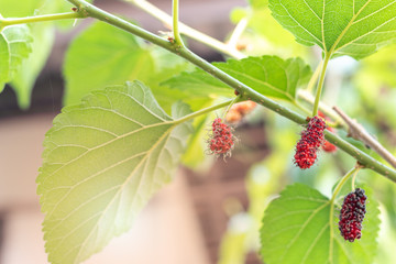 Fresh green young mulberry growing on the mulberry tree.