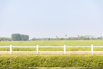 Fototapeta premium front view of green agricultural field with white fence and sky.