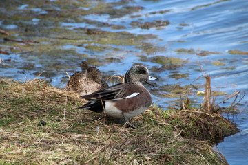 Ducks Resting By The Lake, William Hawrelak Park, Edmonton, Alberta