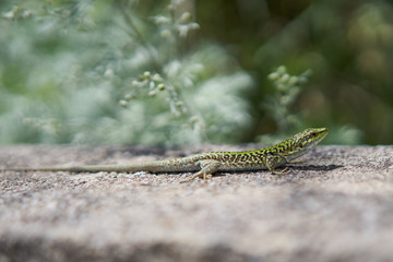Obraz premium Male of European green lizard sunning in Sicily, Lacerta viridis, is a large lizard distributed across European midlatitudes. It is often seen sunning on rocks or lawns, or sheltering amongst bushes.