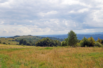 Panoramic view of the Carpathian mountains, green forests and flowering meadows on a sunny summer day