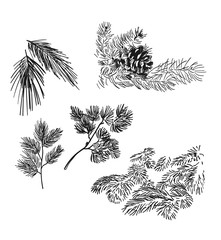 pine and spruce branches design elements vector sketch set