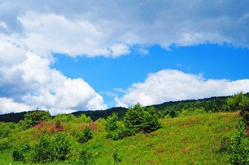 Fototapeta premium Panoramic view of the Carpathian mountains, green forests and flowering meadows on a sunny summer day