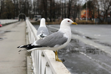 Чайка