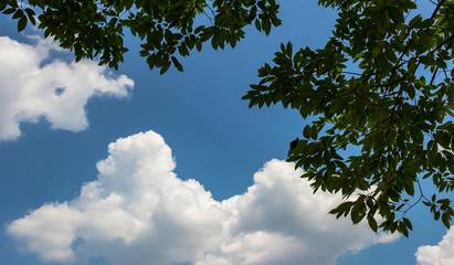 Obraz premium White clouds and tree in summer day