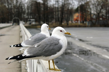Чайка