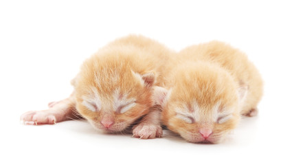 Two small kittens.