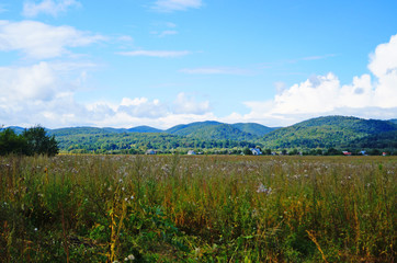 Panoramic view of the Carpathian mountains, green forests and flowering meadows on a sunny summer day