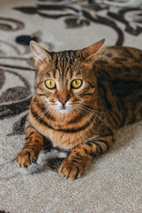 Fototapeta premium Beautiful bengal cat playing in the house with fluffy mouse