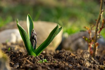 Blue young hyacynth flower in the garden during spring flowering. Slovakia