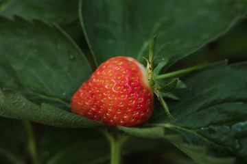 The first harvest of strawberries in the palm, juicy berry in hand