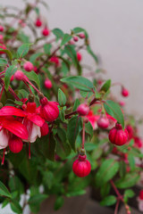 Pink-white fuchsia buds in a flower pot.
