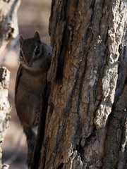 Chipmunk on tree