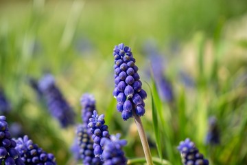Blue Muscari flower in the garden during spring. Slovakia