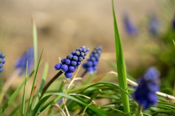 Blue Muscari flower in the garden during spring. Slovakia