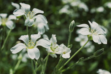 Beautiful spring flowers in Sunny weather on grass background