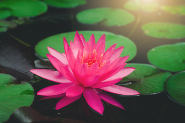 beautiful pink lotus flower in pond. aquatic water lily fresh nature flower blooming background outdoors in garden top view with sunlight.