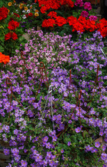 Flower seedlings in pots at the farmers market.